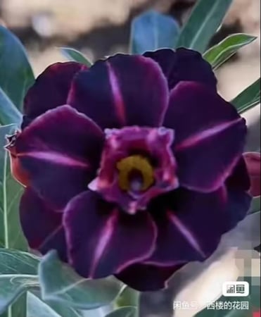 بذور ورد بري / زهور صحراوية