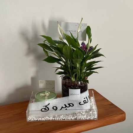 صحن اكريلك | نبتة زنبق السلام مع انوش