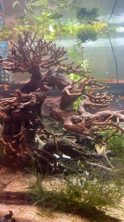 خشب بونساي طبيعي لأحواض السمك