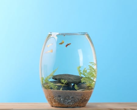 حوض سمك مستزرع 1