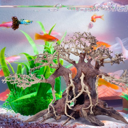 خشب بونساي لأحواض السمك