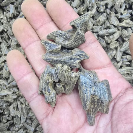 عود البنتلي