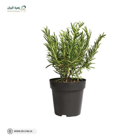 اكليل الجبل الطبيعى 20 سم