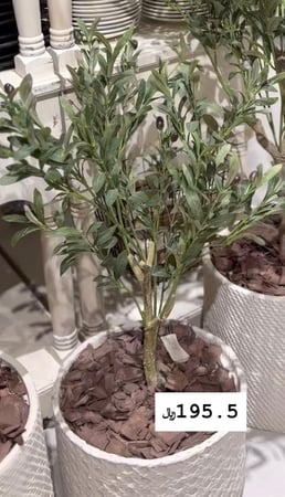 شجرة زيتون بمركن