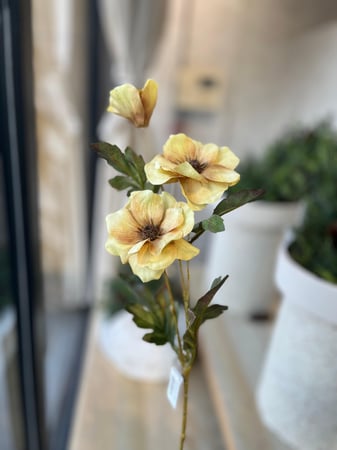 زهرة الخشخاش