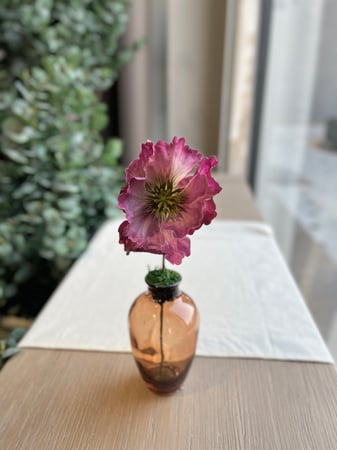 فازة شقائق النعمان