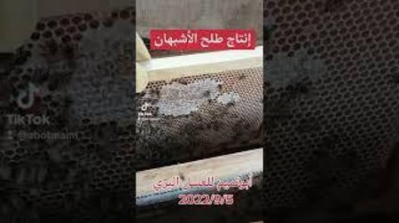 طلح الأشبهان 1446هـ