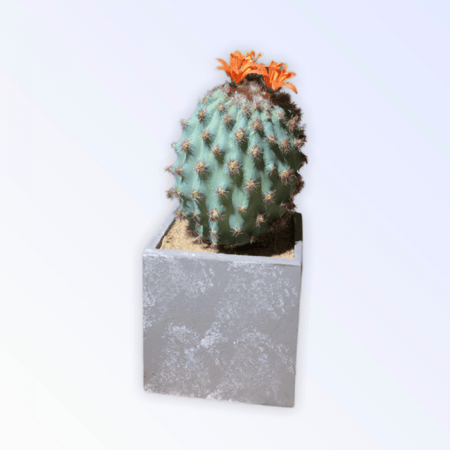 فازة مع شجر صناعي