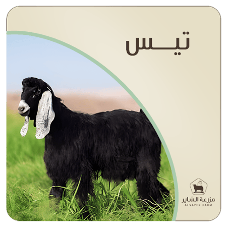 تيس لباني