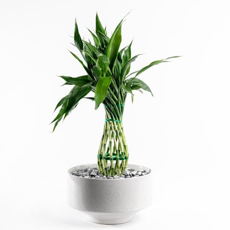 بامبو النغمة