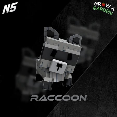Raccoon