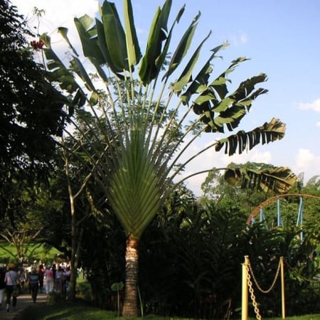 بذور نخيل المسافر - الموز الكاذب ( Ravenala madagascariensis )