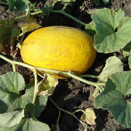 بذور شمام كناري أصفر ( Cucumis melo )