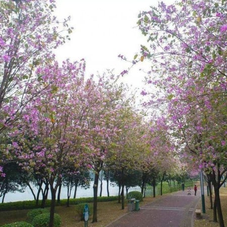 بذور شجرة البوهينيا - خف ‫الجمل ( Bauhinia variegata )