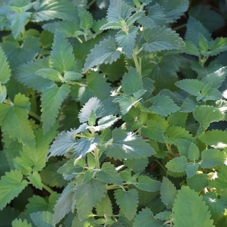 بذور النعناع البري - نعناع القط ( Nepeta Cataria )
