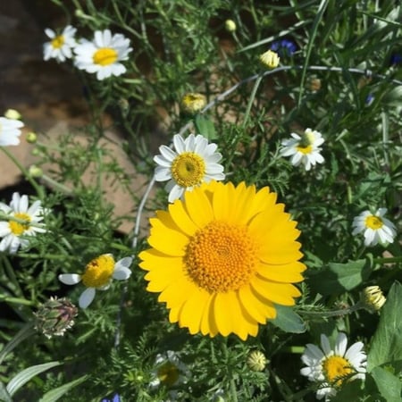 بذور زهرة اقحوان البساتين ( Glebionis segetum )