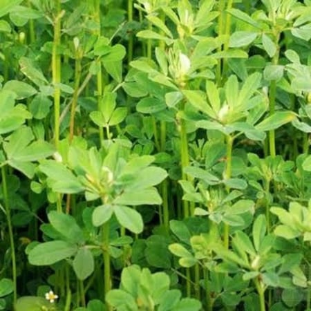 بذور عشبة الحلبة الصفراء ( Trigonella foenum-graecum )
