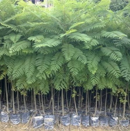 ‫بذور الجاكرندا الصفراء - ابو المكارم‬ ( Tipuana tipu )