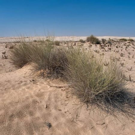 بذور شجيرة المرخ ( Leptadenia pyrotechnica )