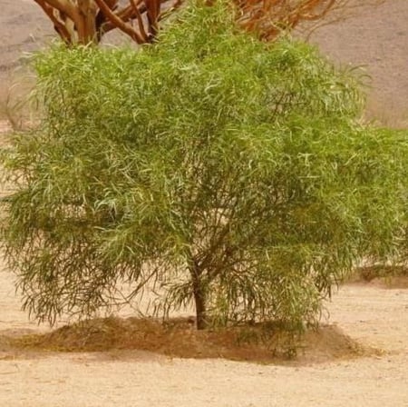 بذور شجرة السنط الملحي ( Acacia ampliceps )