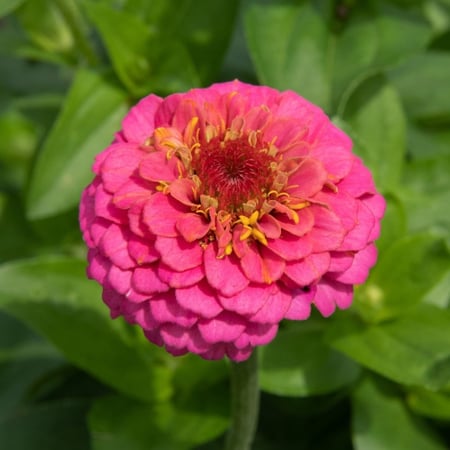 بذور زهرة الزينيا ( Zinnia elegans )