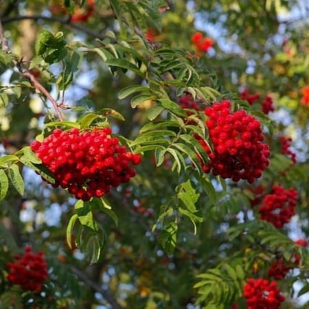 بذور شجرة السمن ( Sorbus aucuparia )