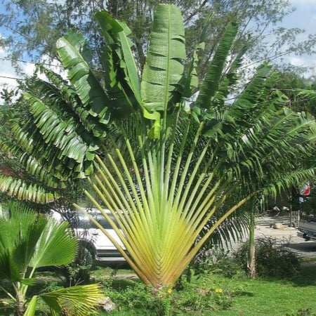 بذور نخيل المسافر - الموز الكاذب ( Ravenala madagascariensis )