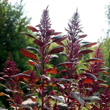 بذور الأمارنتس الأحمر - القطيفة الحمراء ( Amaranthus Cruentus )