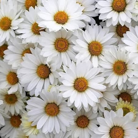 بذور زهرة مارجريت ( Argyranthemum frutescens )