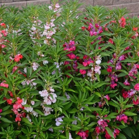 ‫بذور زهرة بلسمينا ( Impatiens balsamina )