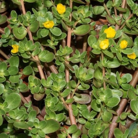 بذور الرجلة ( Portulaca oleracea )