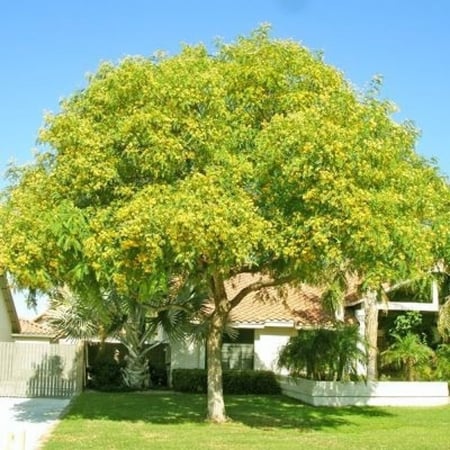 ‫بذور الجاكرندا الصفراء - ابو المكارم‬ ( Tipuana tipu )