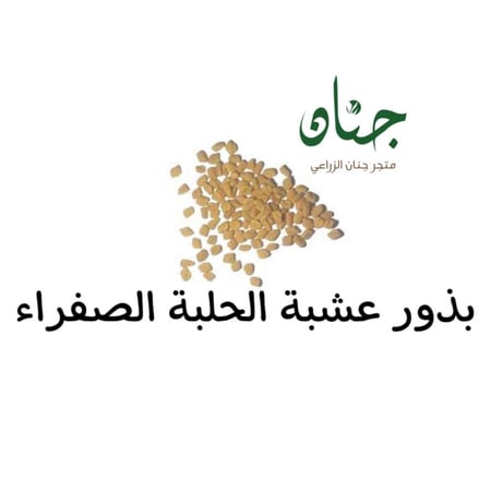 بذور عشبة الحلبة الصفراء ( Trigonella foenum-graecum )