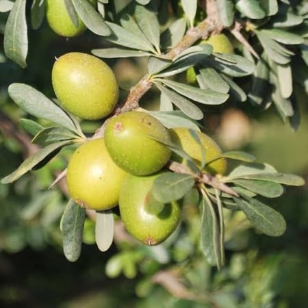 بذور شجرة الأرجان - الأركان ( Argania spinosa )