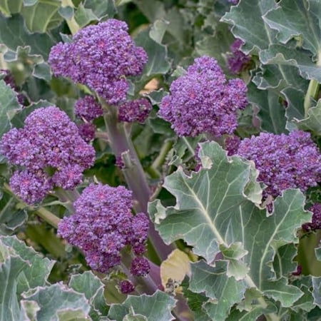 بذور بروكلي ارجواني ( Brassica oleracea Var.Italica )