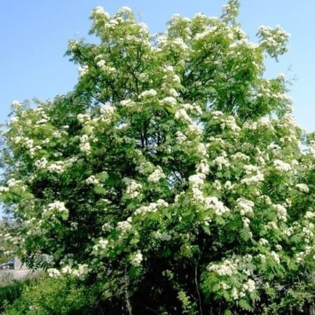 بذور شجرة السمن ( Sorbus aucuparia )