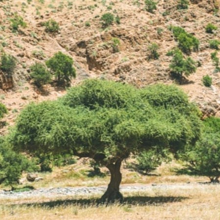 بذور شجرة الأرجان - الأركان ( Argania spinosa )