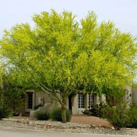 بذور شجرة‬ باركنسونيا فلوريدا‬ ( Parkinsonia florida )
