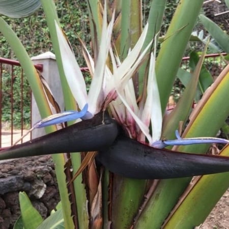 بذور نخيل المسافر - الموز الكاذب ( Ravenala madagascariensis )
