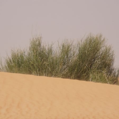 بذور شجيرة المرخ ( Leptadenia pyrotechnica )