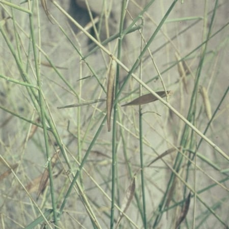 بذور شجيرة المرخ ( Leptadenia pyrotechnica )