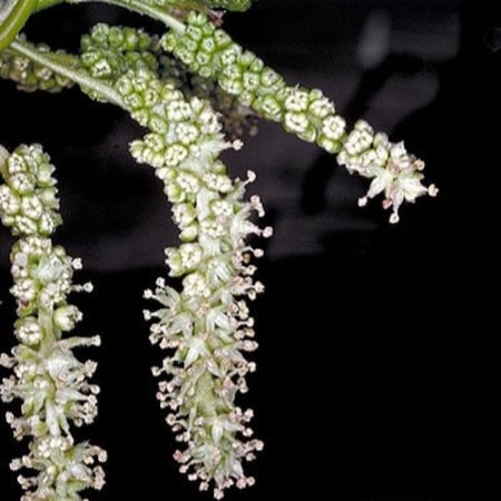 بذور شجرة توت القز الأبيض - ألبا ‫( morus alba )
