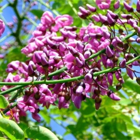 ‫بذور شجرة البونجاميا‬ ( Millettia pinnata )