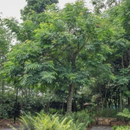 بذور شجرة الصندل المرجاني - مرجان الغابة ( Adenanthera pavonina )