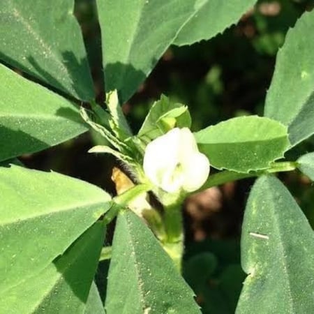 بذور عشبة الحلبة الصفراء ( Trigonella foenum-graecum )
