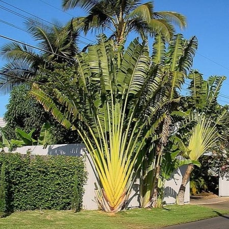 بذور نخيل المسافر - الموز الكاذب ( Ravenala madagascariensis )