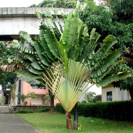 بذور نخيل المسافر - الموز الكاذب ( Ravenala madagascariensis )
