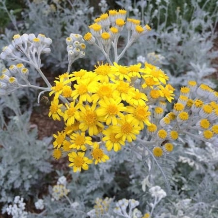 بذور زهرة الشيخة الفضية ( Jacobaea maritima )