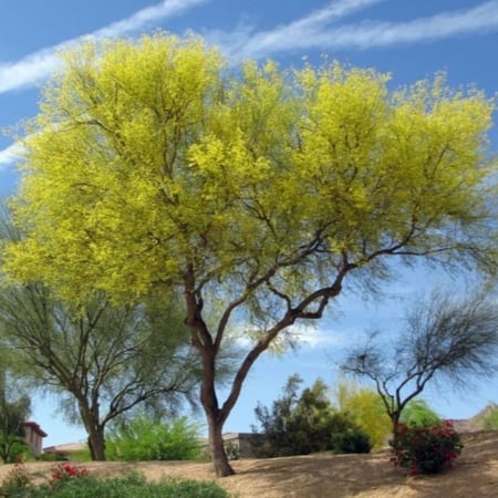 بذور شجرة‬ باركنسونيا فلوريدا‬ ( Parkinsonia florida )