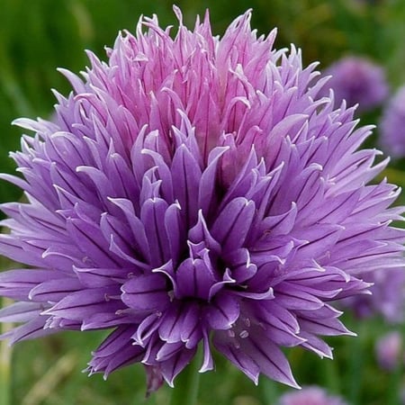 بذور نبات الثوم المعمر ( Allium schoenoprasum )